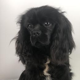 Midnight - Cavalier King Charles Spaniel