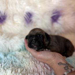 Brown collar - Fawn female Cane Corso puppy in Opelousas, Louisiana from Azelees Cane Corso