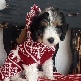 Willis - Merle male Bernedoodle puppy in Fort Gibson, Oklahoma from Waggle Doodles