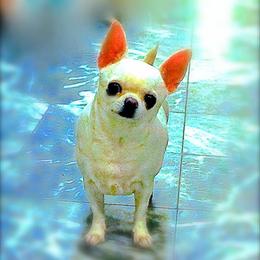 Chinu - Chihuahua