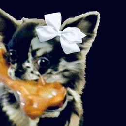Chihuahuas from Cincy Chis
