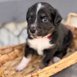 Red - Black tri male Miniature Australian Shepherd puppy in 32046, Florida from River Hill Ranch