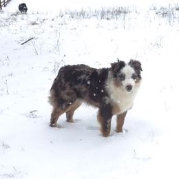 Australian Shepherd All Grown Up from TX Wild Heart Aussies