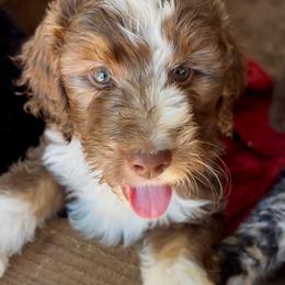 Cocoa - Brown and white female Aussiedoodle puppy in San Diego (Jamul), California from Lee Valley Scotties