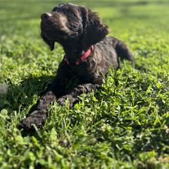 Boykin Spaniel Puppies from Drakes Creek Boykins LLC