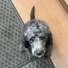 Donner - Black male Labradoodle puppy in Monticello, Georgia from Daylin’s Doodles & Labradors