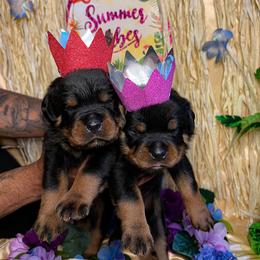 "Double trouble " Rottweiler Puppies from VHWilliamsRottweilers