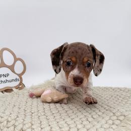 Honey Bee - Dapple female Dachshund puppy in Ben Wheeler, Texas from P&P Dachshunds