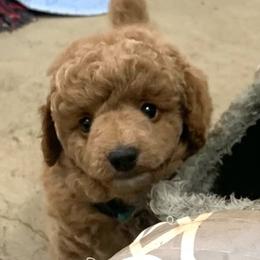 Jaxon - Red  male Poodle puppy in Nacogdoches, Texas from BA Mini Poodles
