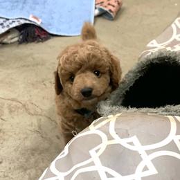 Jaxon - Red  male Poodle puppy in Nacogdoches, Texas from BA Mini Poodles
