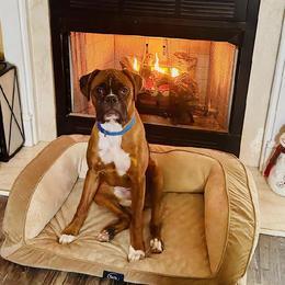 Boxer All Grown Up from Kimberly's Boxers
