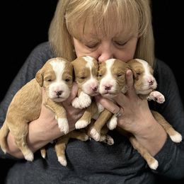 Goldendoodle Puppies from FrillyPaws Doodles