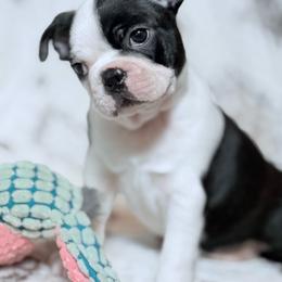 Teddy Bear - Black and white male Boston Terrier puppy in Edgewater, Florida from Bluewater Bostons
