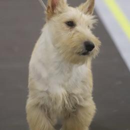 Scottish Terriers from Black Scotch