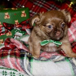 Coco - Chocolate sabled fawn female Chihuahua puppy in Burleson, Texas from Luxe Paradise House of Chi