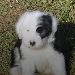 Old English Sheepdog Puppies from Roland Hills Farm
