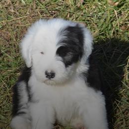 Old English Sheepdog Puppies from Roland Hills Farm
