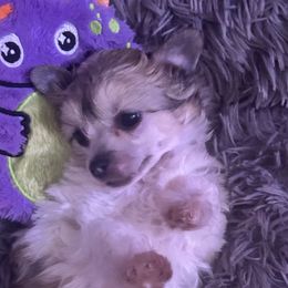White - White female Chinese Crested puppy in Cedartown, Georgia from Heartesha