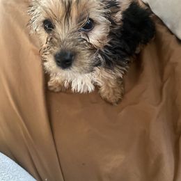 Yorkshire Terrier All Grown Up from Susan’s Yorkies