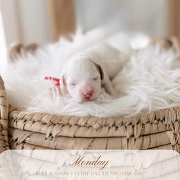 Monday - Parti female Goldendoodle puppy in Syracuse, Florida from The Doodle Cove