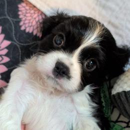 Chester - Black and white male Cavalier King Charles Spaniel puppy in Stilwell, Oklahoma from Love Bug Cavaliers