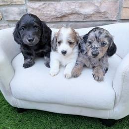 Dorothy - Dapple female Dachshund puppy in Richmond, Virginia from Irresistible Dachshunds & Cavaliers