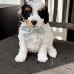 Aquamarine- mint collar - Tri-color male Bernedoodle puppy in Salt Lake County, Utah from Coco Avenue Pups