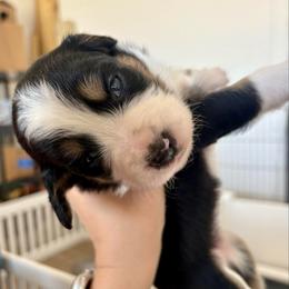 Hila - female Australian Mountain Doodle puppy in Snook, Texas from Snook Acres Doodles