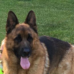 Yeager - German Shepherd