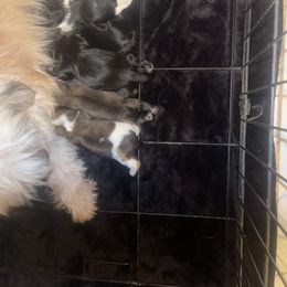 Shih Tzu Puppies from Eunice's Shih Tzu