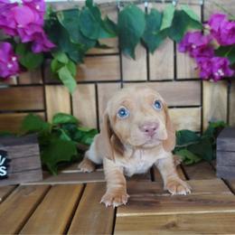 Bud - AKC - Red male Dachshund puppy in Miami, Florida from Oscar's Dachshunds