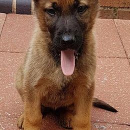 German Shepherds from Fantasy Maine Coons