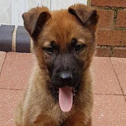 German Shepherds from Fantasy Maine Coons
