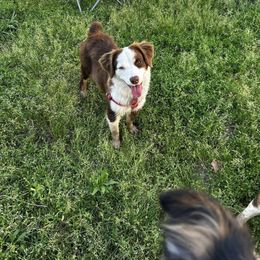 Lainey - Miniature Australian Shepherd