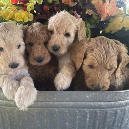 Goldendoodle Puppies from Perry Farm Doodles