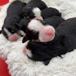 Bernese Mountain Dog Puppies from Faith’s Bernese