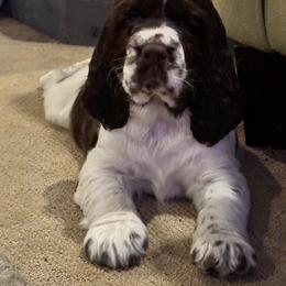 English Springer Spaniel Puppies from Sara's English Springer Spaniels
