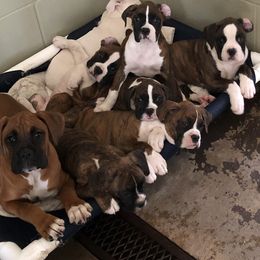 Boxer and Miniature Schnauzer Puppies from Cindy Williams