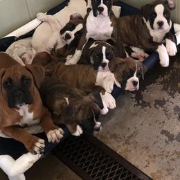 Boxer and Miniature Schnauzer Puppies from Cindy Williams