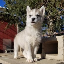 Sweetheart - Gray and white female Siberian Husky puppy in Mccool Junction, Nebraska from Sininger Lagoon