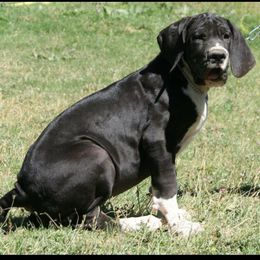 Great Dane and Pug Puppies from Viking Kennel