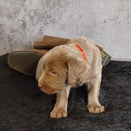 RED COLLAR - Gray male Weimaraner puppy in Catoosa County, Georgia from Kaleidoscope Weims