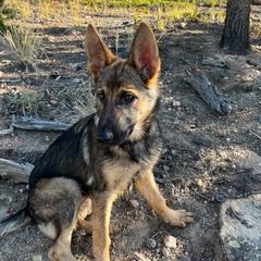 German Shepherd Puppies from Von der Henne K9