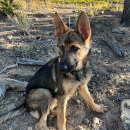 German Shepherd Puppies from Von der Henne K9