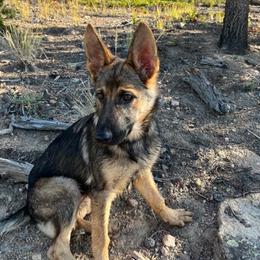 German Shepherd Puppies from Von der Henne K9
