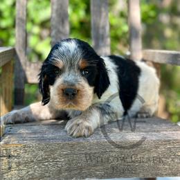 English Springer Spaniel Puppies from Willow Creek Farms