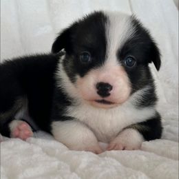 Boy 2 - Black and tan male Pembroke Welsh Corgi puppy in Surprise, Arizona from Ruff and Rowdy Corgis