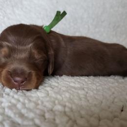 Thumper (green collar) - Dapple male Dachshund puppy in Anaconda, Montana from Williams Family Dachshunds