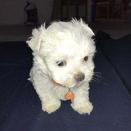 Maltese Puppies from Emotional Amor Support