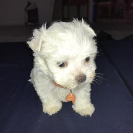 Maltese Puppies from Emotional Amor Support